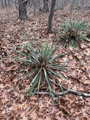Yucca filamentosa