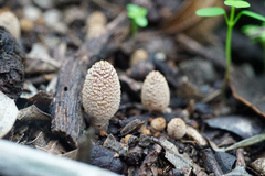 Psathyrellaceae