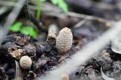 Psathyrellaceae