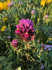 Astragalus didymocarpus didymocarpus