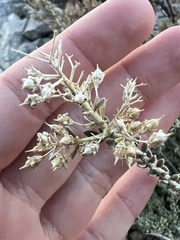 Mortonia scabrella