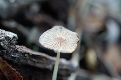 Psathyrellaceae