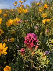 Astragalus didymocarpus didymocarpus