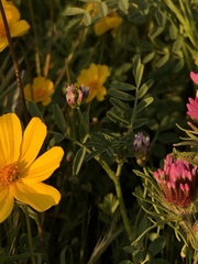 Astragalus didymocarpus didymocarpus