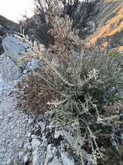 Mortonia scabrella