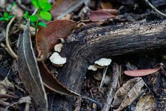 Fungi
