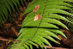 Dryopteris wallichiana
