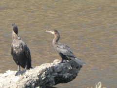 Nannopterum brasilianum