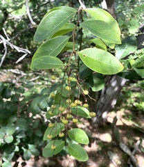 Phyllanthus botryanthus