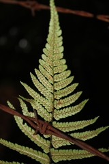 Dryopteris wallichiana