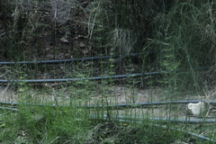 Equisetum myriochaetum