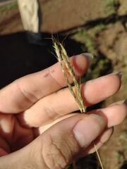 Bothriochloa pertusa