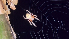 Eriophora edax