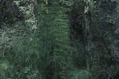 Equisetum myriochaetum