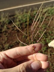 Dichanthium annulatum annulatum
