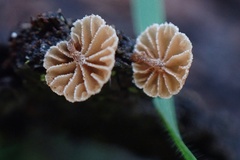 Phaeomarasmius