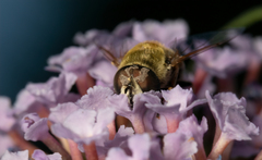Eristalis stipator