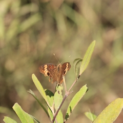 Junonia zonalis