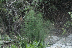 Equisetum myriochaetum