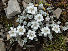 Leucogenes grandiceps