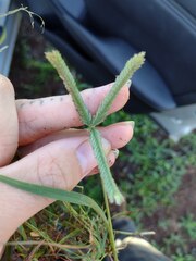 Eleusine indica