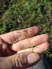 Eragrostis tenuifolia
