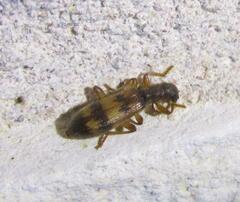 Cymatodera undulata