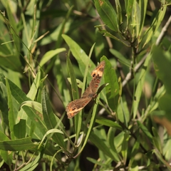 Junonia zonalis
