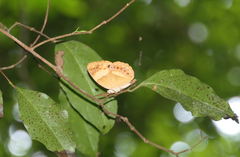 Cupha prosope