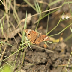Junonia zonalis