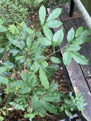 Glycosmis parviflora