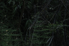 Equisetum myriochaetum