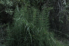 Equisetum myriochaetum