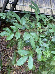 Glycosmis parviflora