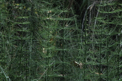 Equisetum myriochaetum