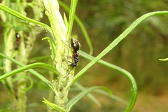 Dolichoderus scabridus