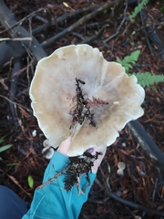 Leucopaxillus gentianeus