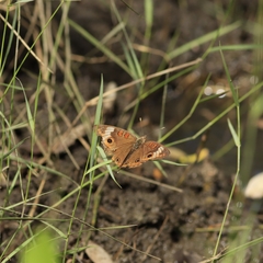 Junonia zonalis