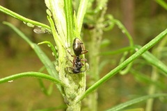 Dolichoderus scabridus