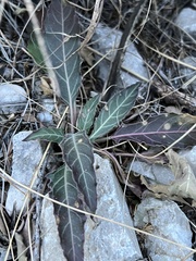 Oenothera brachycarpa
