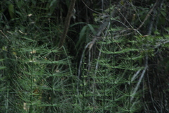 Equisetum myriochaetum