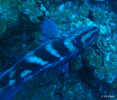 Epinephelus striatus
