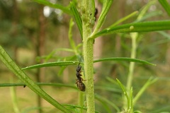 Dolichoderus scabridus
