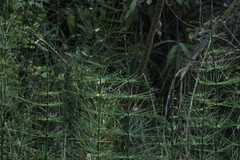 Equisetum myriochaetum
