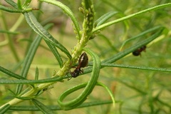 Dolichoderus scabridus