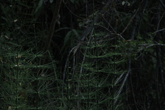 Equisetum myriochaetum