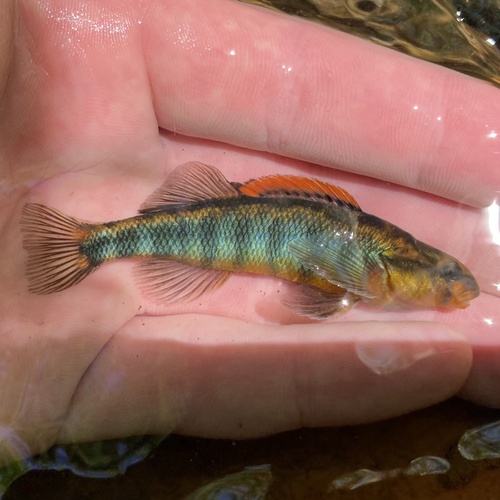 Roanoke darter (Percina roanoka) — Percidae — 2