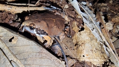 Hypopachus variolosus