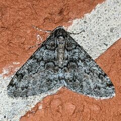 Phigalia denticulata