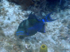Balistes vetula